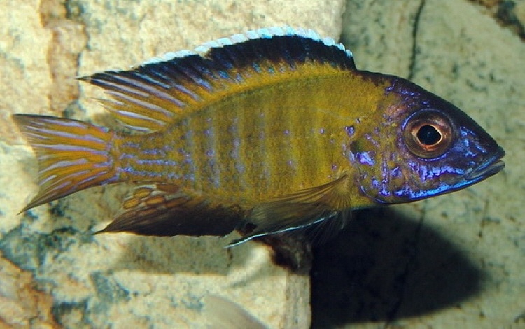 Aulonocara stuartgranti 'Usisya'